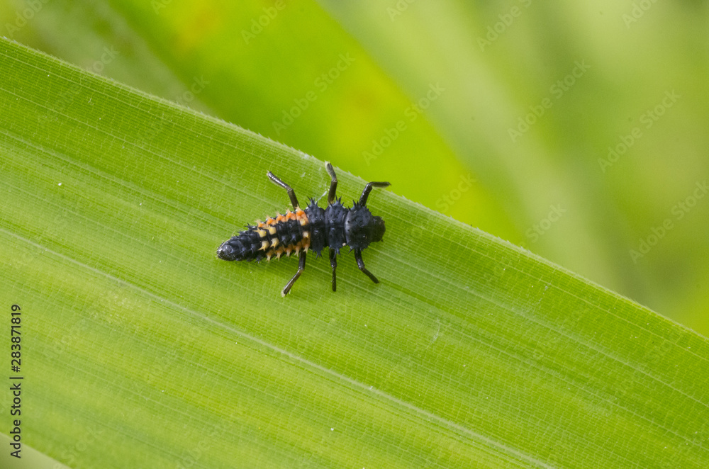 larva of lady bug larva of lady bug