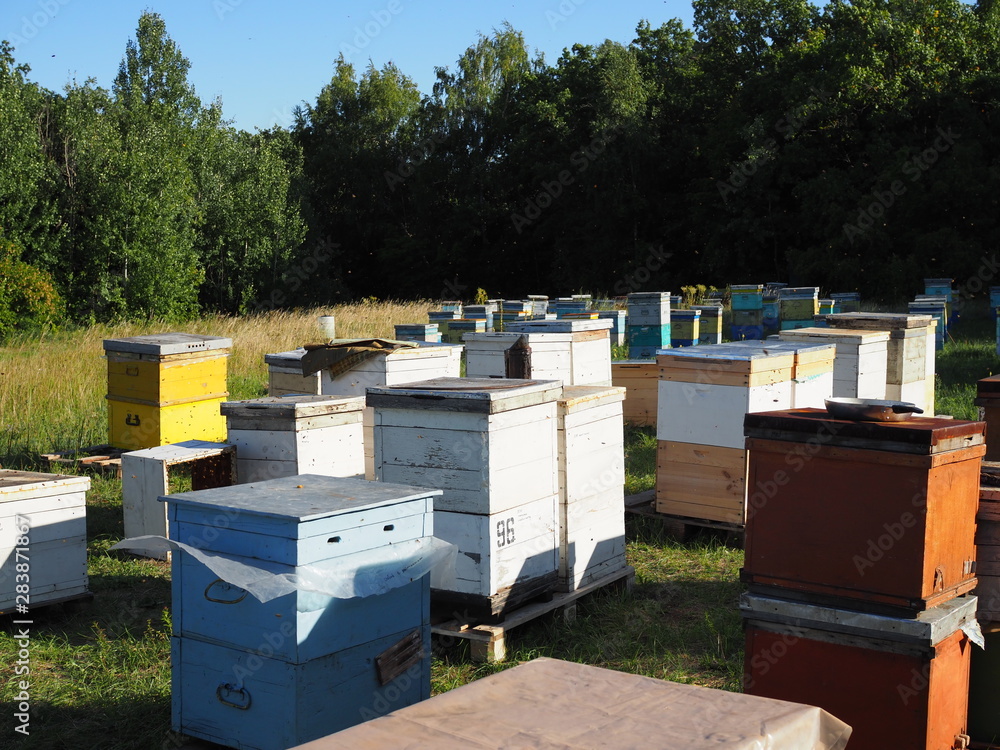 Hives in an apiary with bees flying to the landing boards. Apiculture