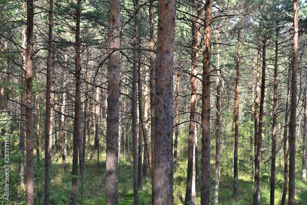 Pine forest.