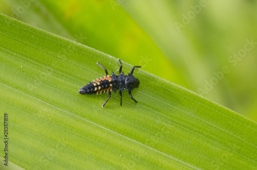 larva of lady bug