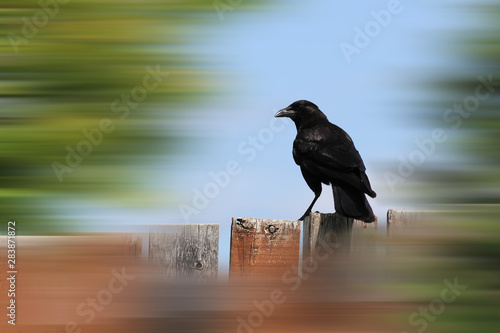 Crow preched on a wooden fence photo