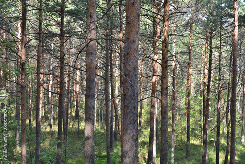 Fototapeta Naklejka Na Ścianę i Meble -  Pine forest.