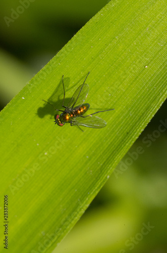 gold fly on the leaf