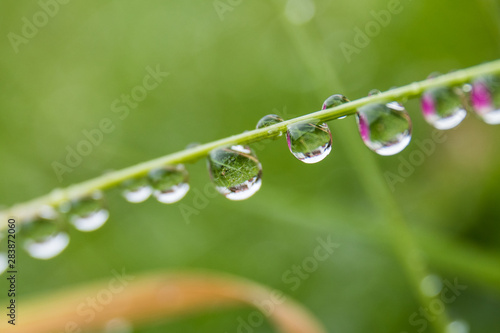 Raindrops on blade of grass