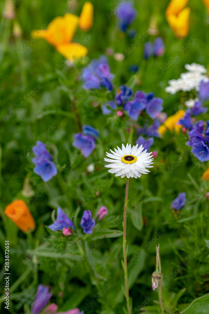 Weiße Blume im bunten Blumenbeet Weiße Blume im bunten Blumenbeet
