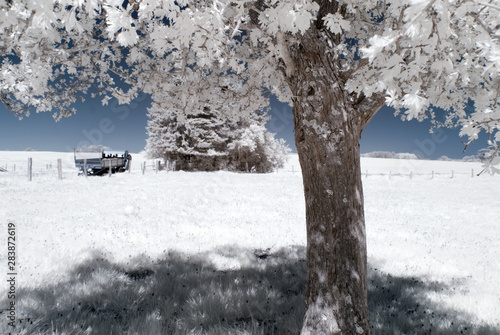 winter landscape with trees and snow photo