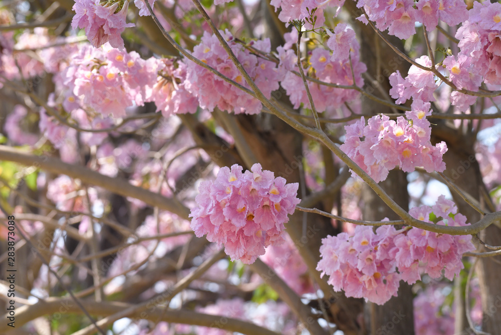 Fototapeta premium Beautiful pink tabebuia rosea flower plant.