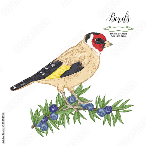 Leinwand Poster Hand drawn Goldfinch sitting on a juniper branch
