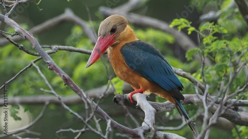 Stork-billed Kingfisher - Pelargopsis capensis on the branch hunting,  tree kingfisher from the tropical Indian subcontinent and Southeast Asia, from India to Indonesia - Singapore, Malaysia