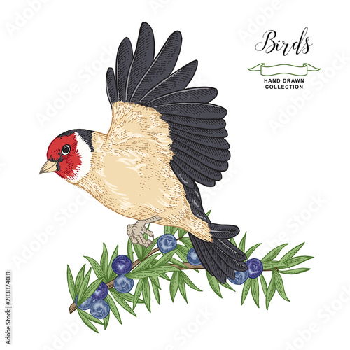 Hand drawn flying Goldfinch and juniper branch. Vector illustration. Colorful engraving.Vintage bird collection. photo