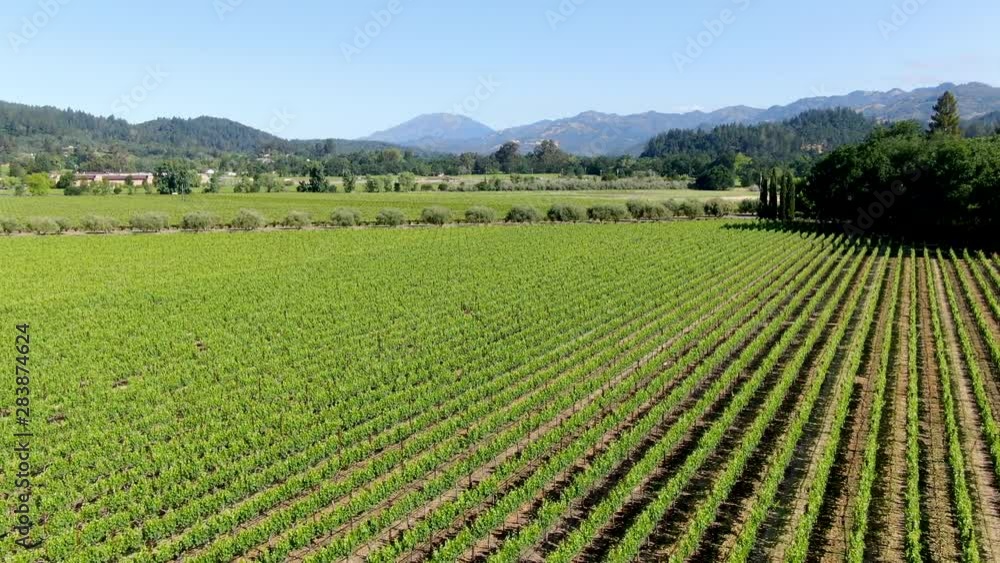 Aerial view of wine vineyard in Napa Valley during summer season. Napa County, in California's Wine Country, part of the North Bay region of the San Francisco Bay Area. Vineyards landscape. Aerial view of wine vineyard in Napa Valley during summer season. Napa County, in California's Wine Country, part of the North Bay region of the San Francisco Bay Area. Vineyards landscape.