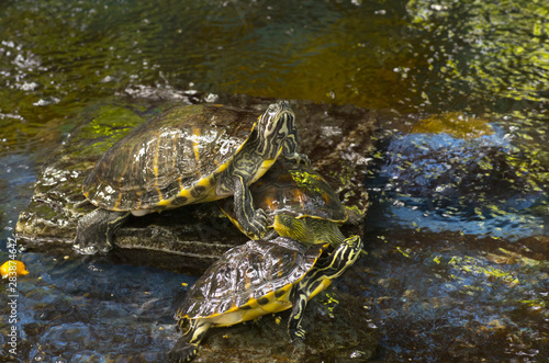 turtles in pond