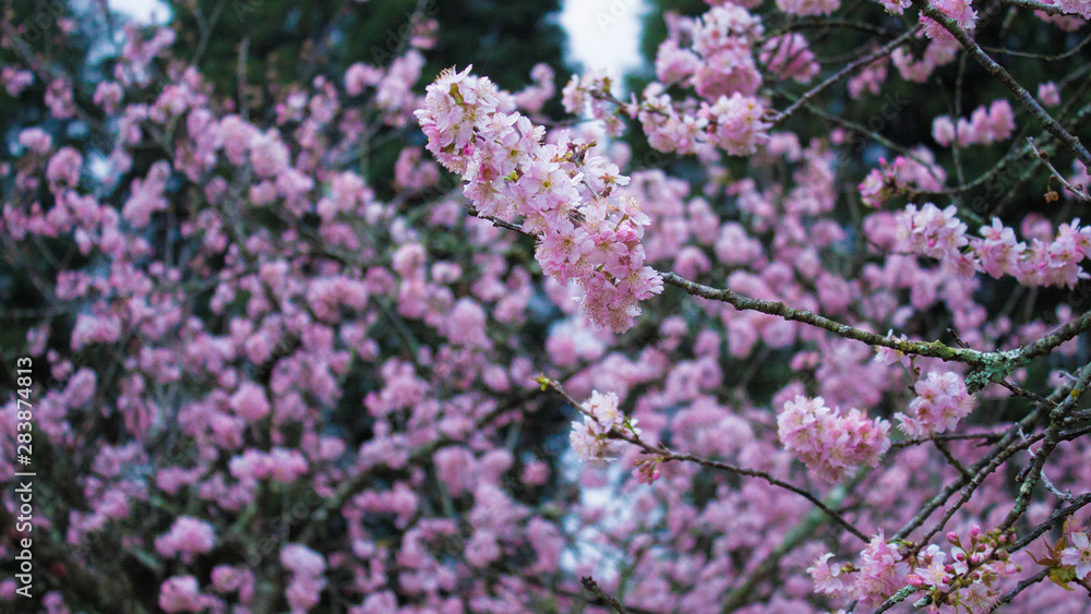 Obraz premium cherry flower