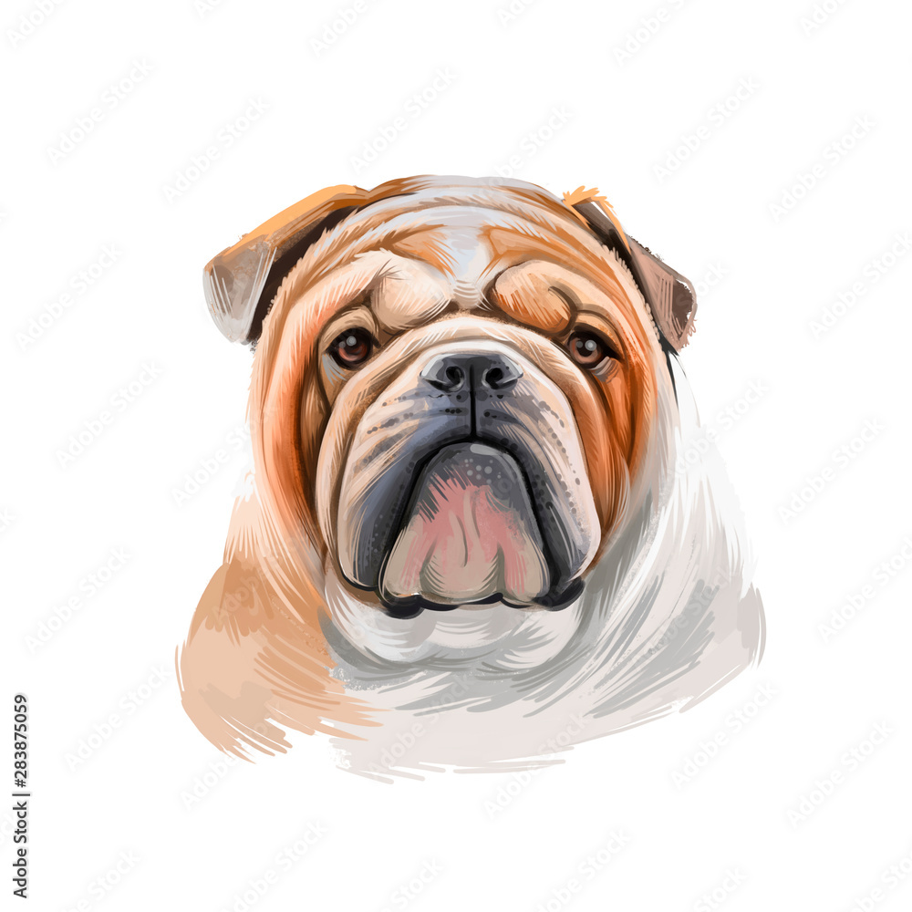 Bulldog dog breed isolated on white background digital art illustration. Medium-sized breed of dog English Bulldog or British Bulldog muscular, hefty dog wrinkled face, distinctive pushed in nose