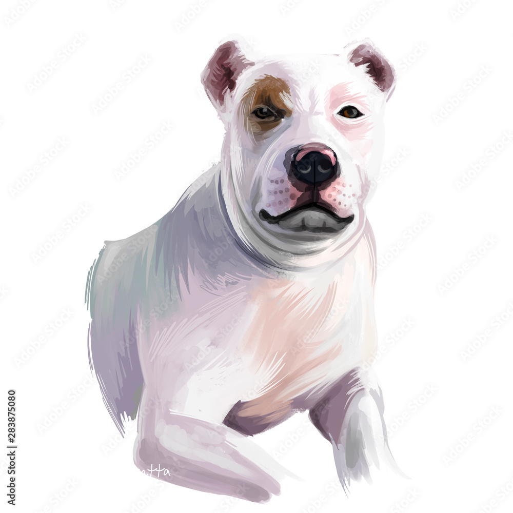 Bully Kutta dog breed isolated on white background digital art ...