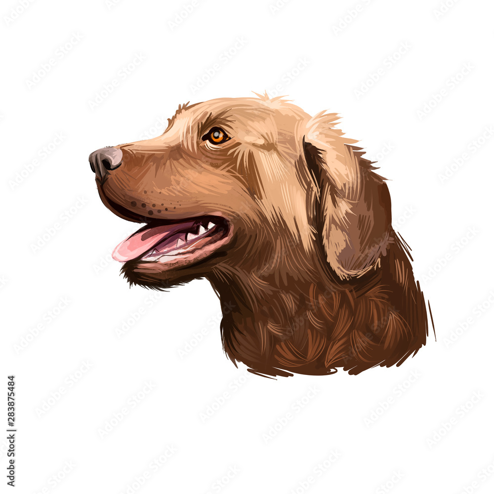 Chesapeake Bay Retriever dog breed isolated on white background digital ...