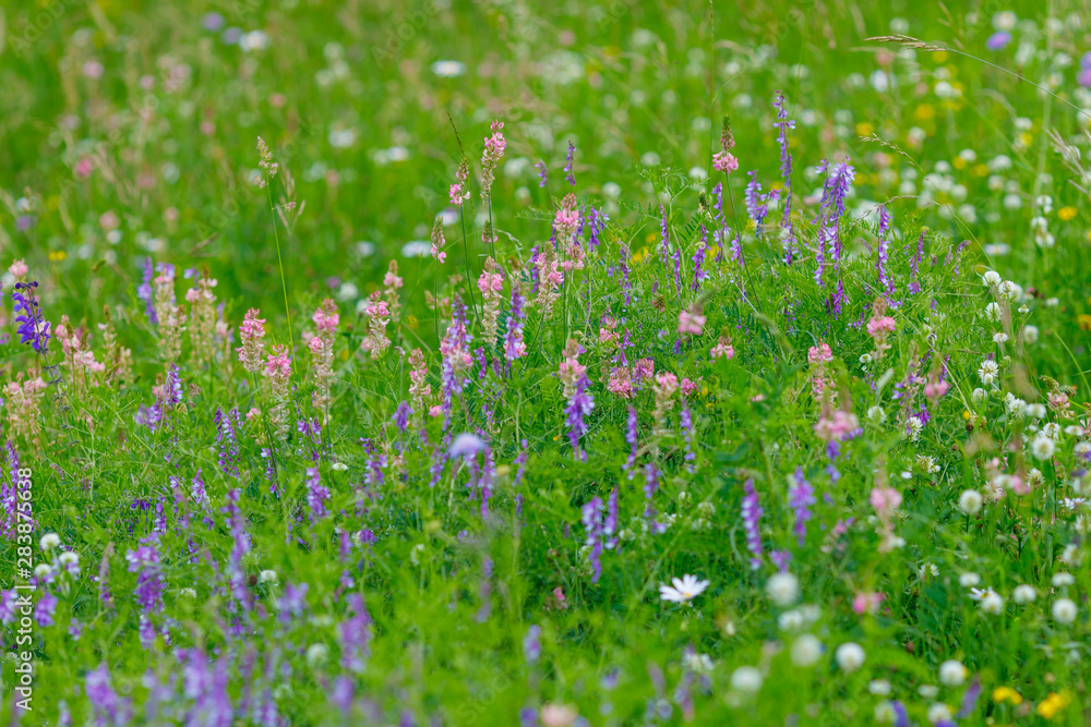 Colorful wild flowers on the meadow