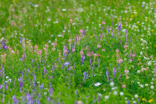 Colorful wild flowers on the meadow