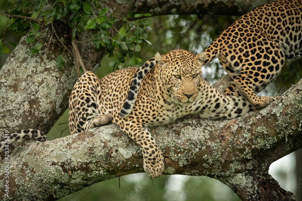 Leopard looks down from branch beside another Leopard looks down from branch beside another