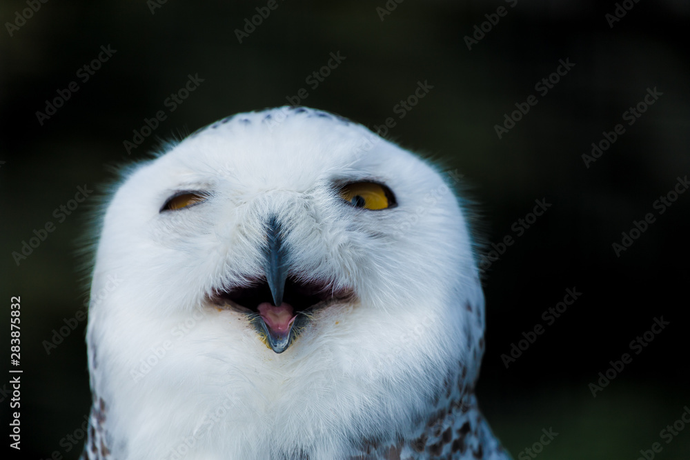 Fototapeta premium Suspicious Owl