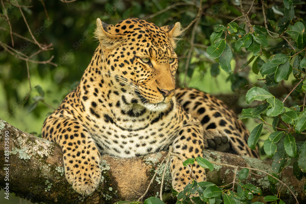 Leopard lying on lichen-covered branch looking down Leopard lying on lichen-covered branch looking down