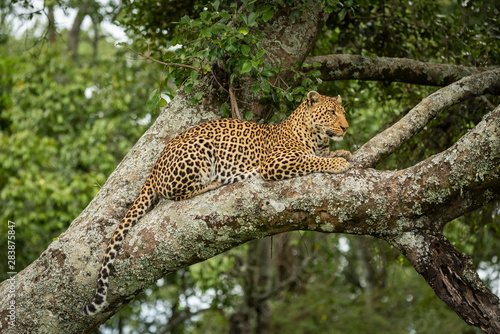 Leopard lies dangling tail from lichen-covered branch
