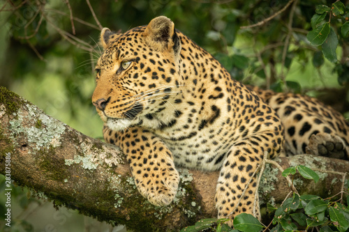 Leopard lying on lichen-covered branch looking left © Nick Dale