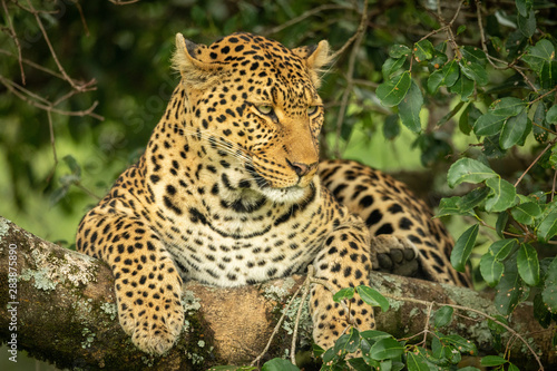 Leopard lying on lichen-covered branch looking down