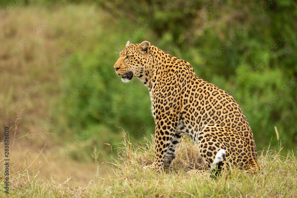 Leopard sits on grass bank looking left Leopard sits on grass bank looking left