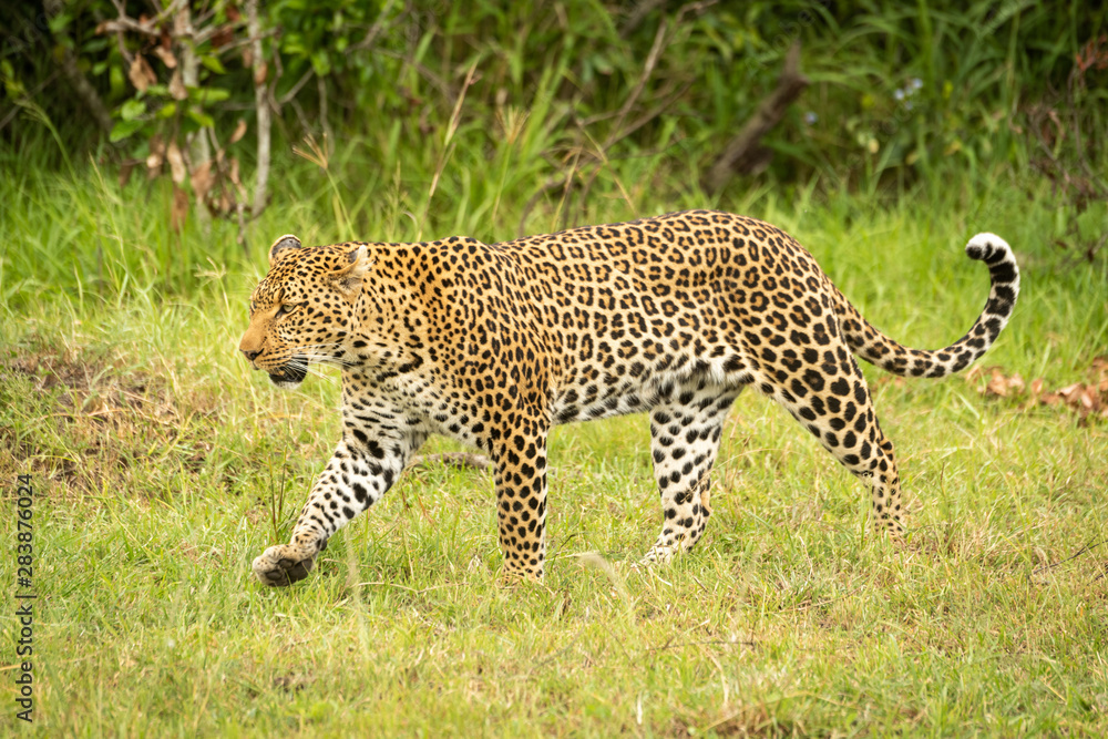 Fototapeta premium Leopard lifts paw while walking through grass