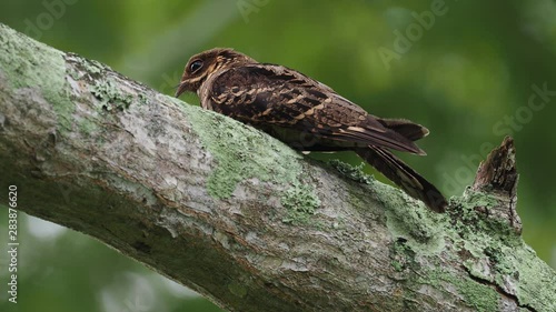 Large-tailed Nightjar - Caprimulgus macrurus nightjar in the family Caprimulgidae, found along the southern Himalayan foothills, eastern South Asia, Southeast Asia and northern Australia. photo