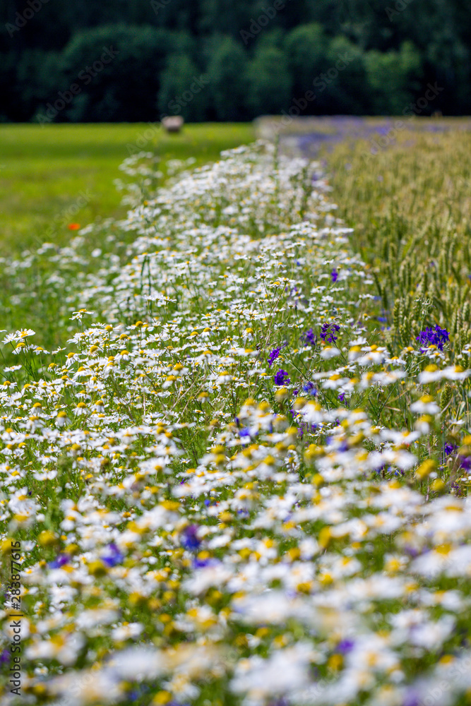 Fototapeta premium Field with beautiful weed.