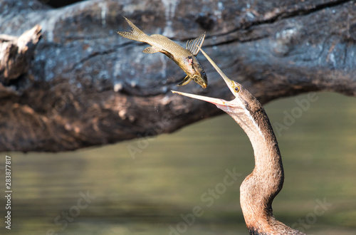 Fotografija Bird catching fish on Zambezi river in Zimbabwe, Africa