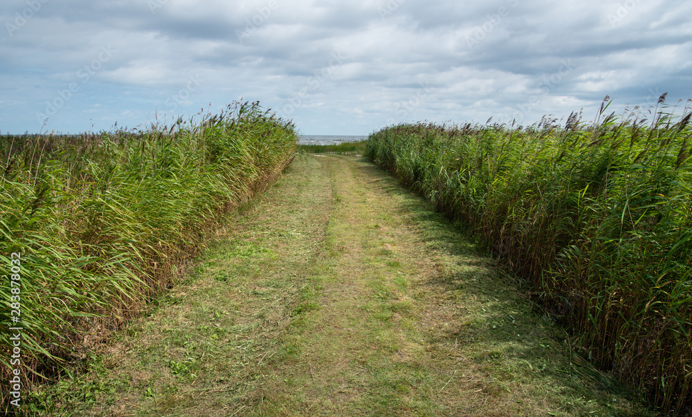 Obraz premium Grass road to the sea.