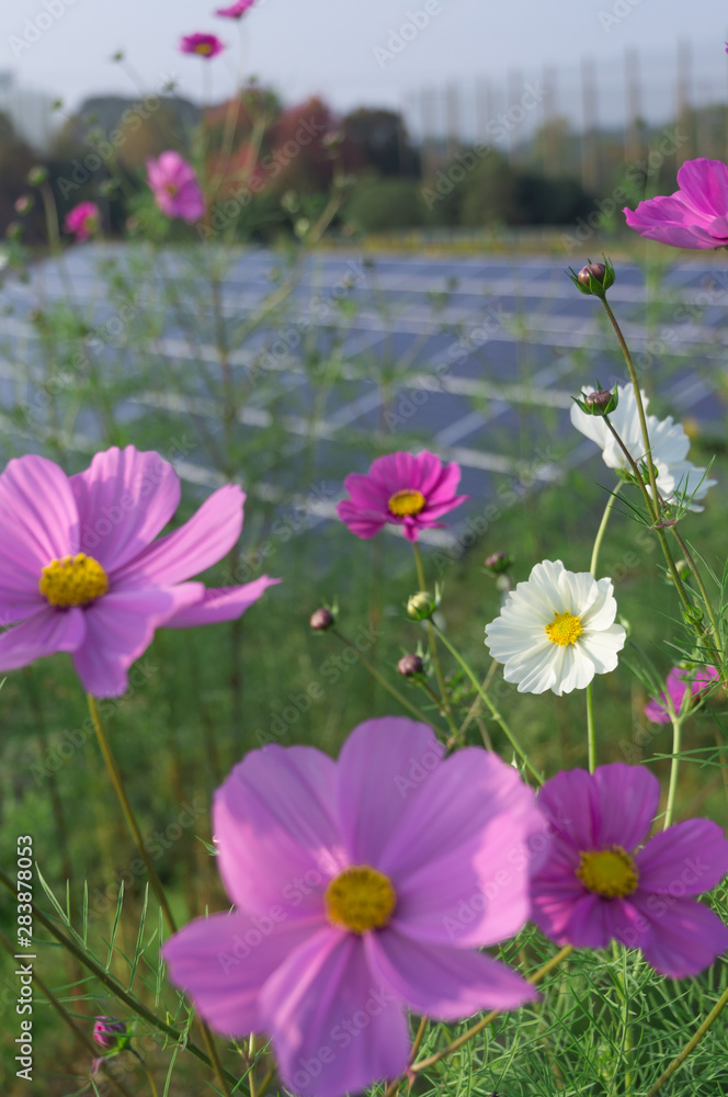 Cosmos and solar panels, Hotani cosmos village, Osaka, Hirakata City. Cosmos and solar panels, Hotani cosmos village, Osaka, Hirakata City.