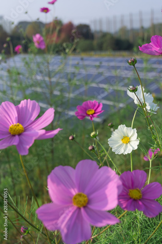 Cosmos and solar panels, Hotani cosmos village, Osaka, Hirakata City.