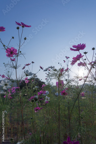 Cosmos field in the evening mist.