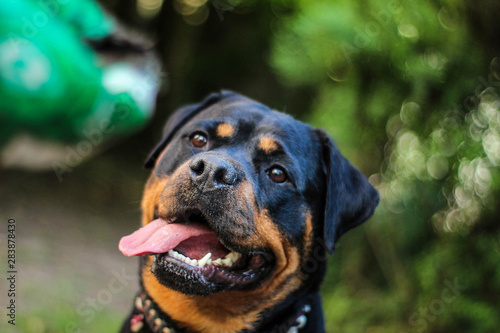 Rottweiler Smile