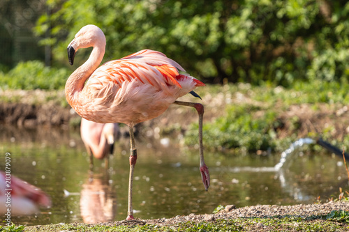 Portrait of a pink flamingo  Phoenicopterus roseus  near the water  standing on one leg