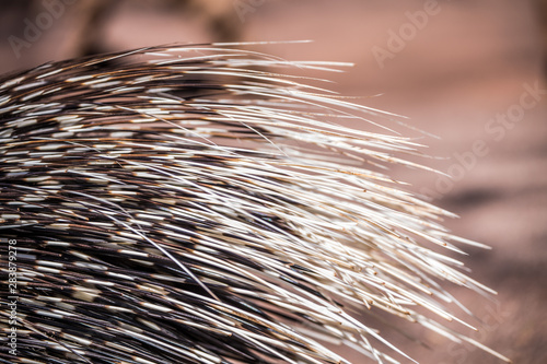 Porcupine 