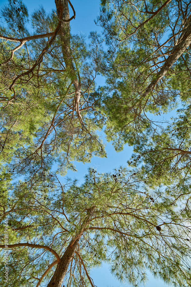 Obraz premium Pine trees in the forest with bottom view