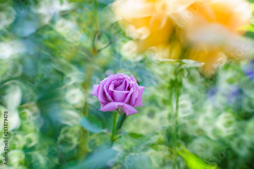フィネス イングリッシュローズ 紫のバラ