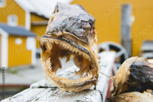 Dried fish head in Norwegian fishing village