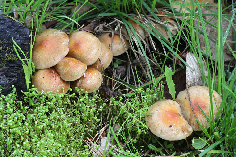 Pholiota highlandensis, known as the bonfire scalycap, and  Funaria hygrometrica, known as the bonfire moss, pioneer species of burned ground and forest fire areas