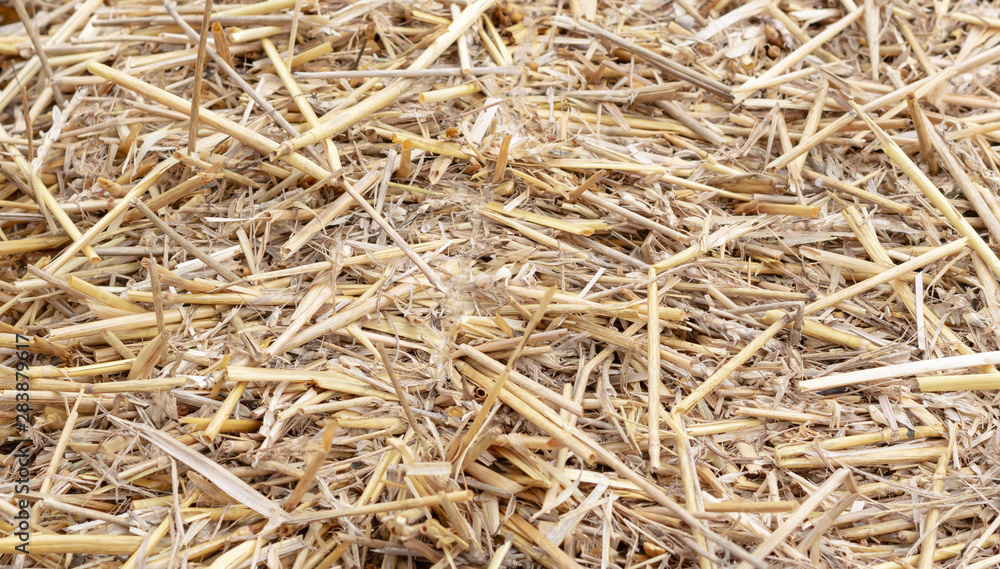 Dry yellow straw grass background texture after havest