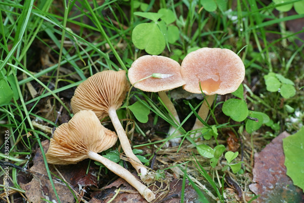 Psathyrella candolleana, known as pale brittlestem mushroom or common