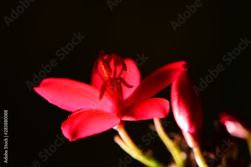 Macro photo of Thailand Flower for show the color full 