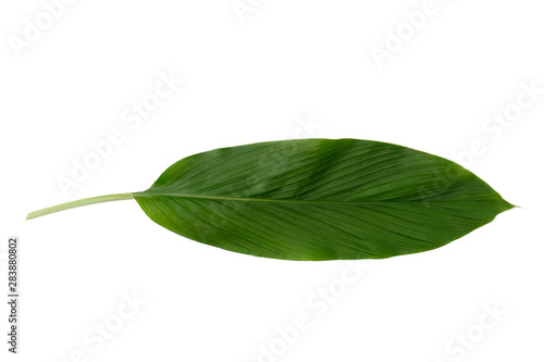 Ti plant or Cordyline fruticosa leaves  Colorful foliage  Exotic tropical leaf  isolated on white background