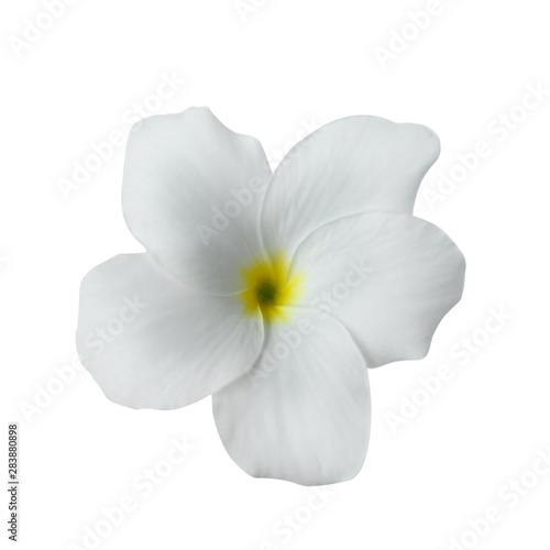 Plumeria flowers isolated on white background