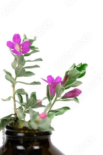Fototapeta Naklejka Na Ścianę i Meble -  Leucophyllum frutescens, Purple Sage, Texas Ranger, Silver leaf, Ash plant, Minimal flora home decoration 